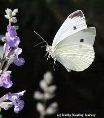White Butterfly