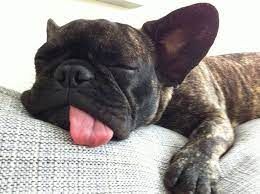 So Dog Gone Tired Today... May 20th, 2021