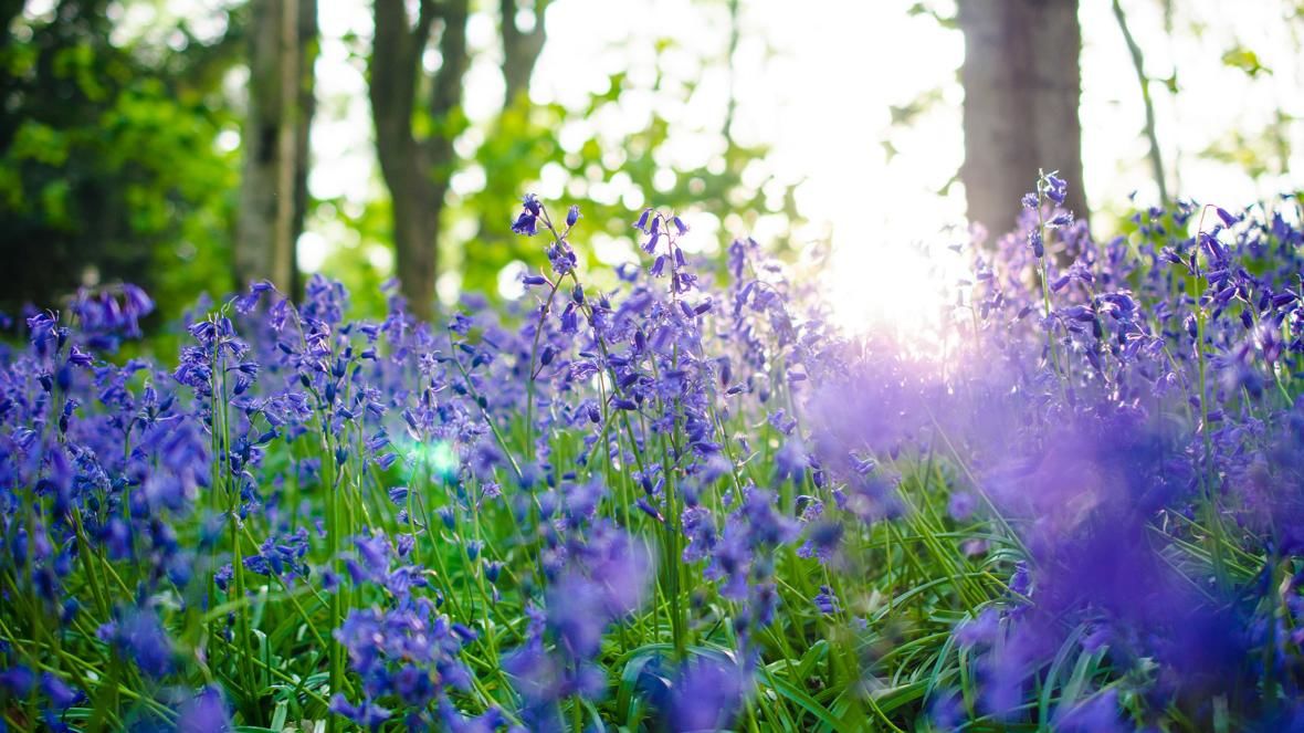 Bluebells and Birdsong