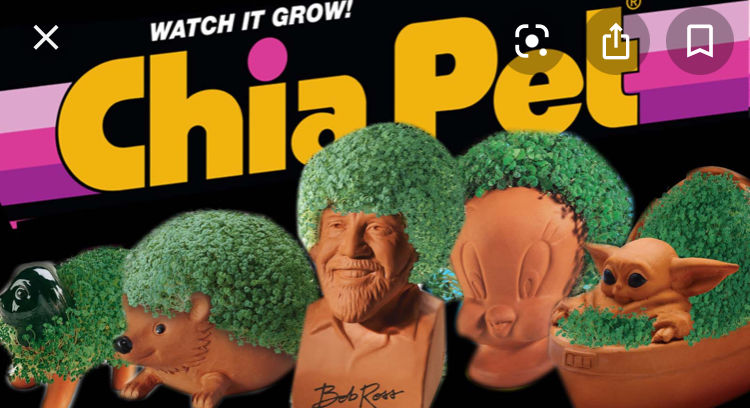 Cha Cha Cha Complacency Pet 