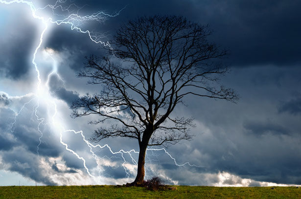 A Birch In A Storm