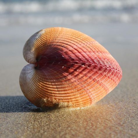 Cockles of the heart ❤️