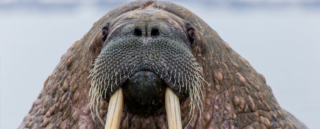 A Walrus Hallucinates