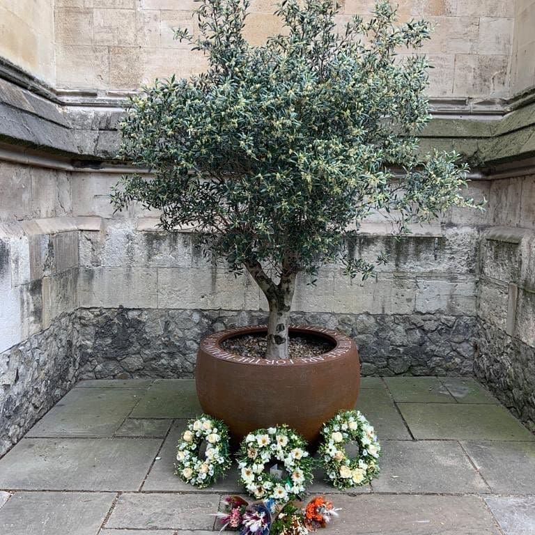 THE OLIVE TREE IN THE  CATHEDRAL 