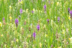 Common spotted orchid