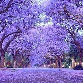 Lilac trees 💕