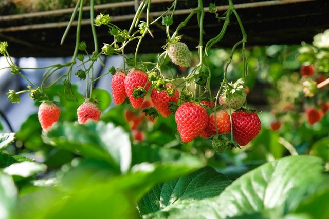 STRAWBERRY FIELDS FOREVER