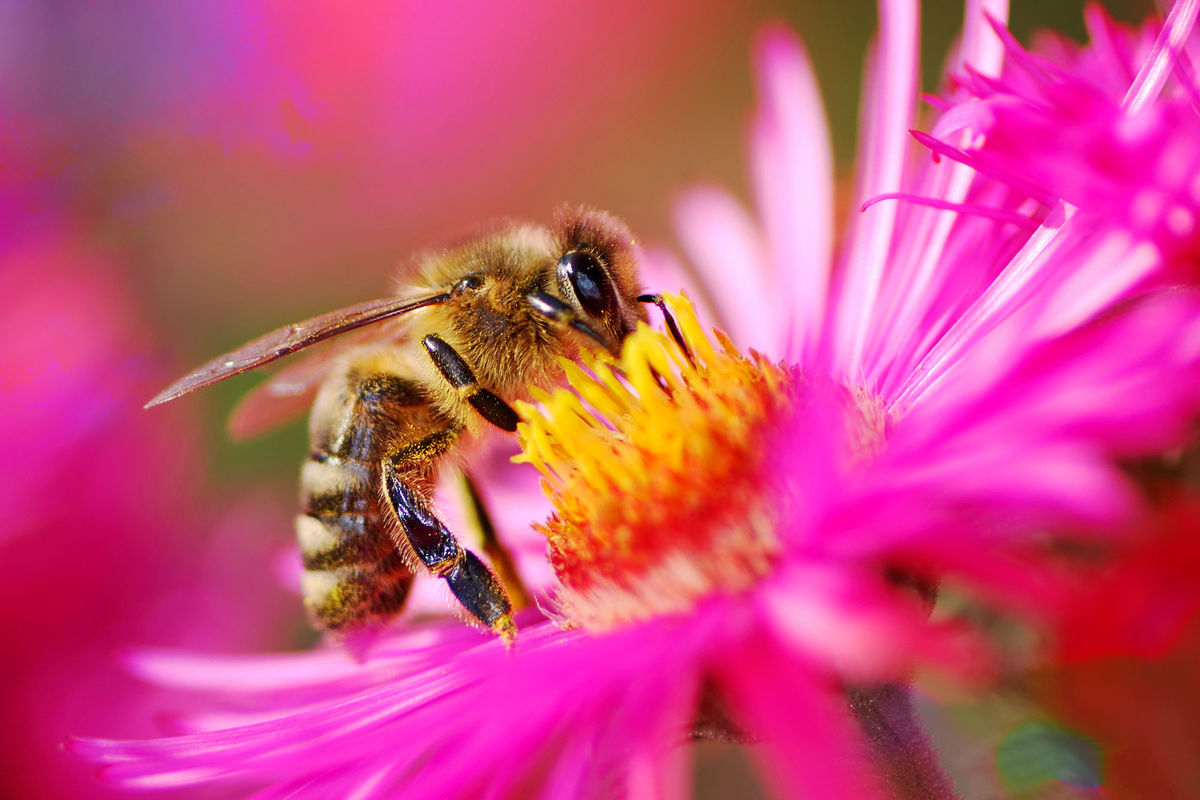 The Busy Honey Bee