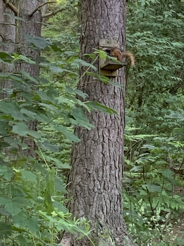 Our absolute delight 🐿