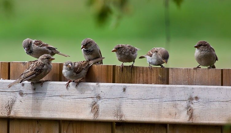 Seven stealthy Sparrows 💕