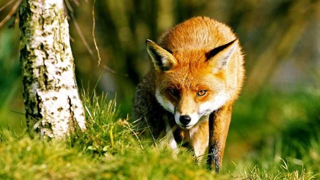 My woodland wanders 🦊