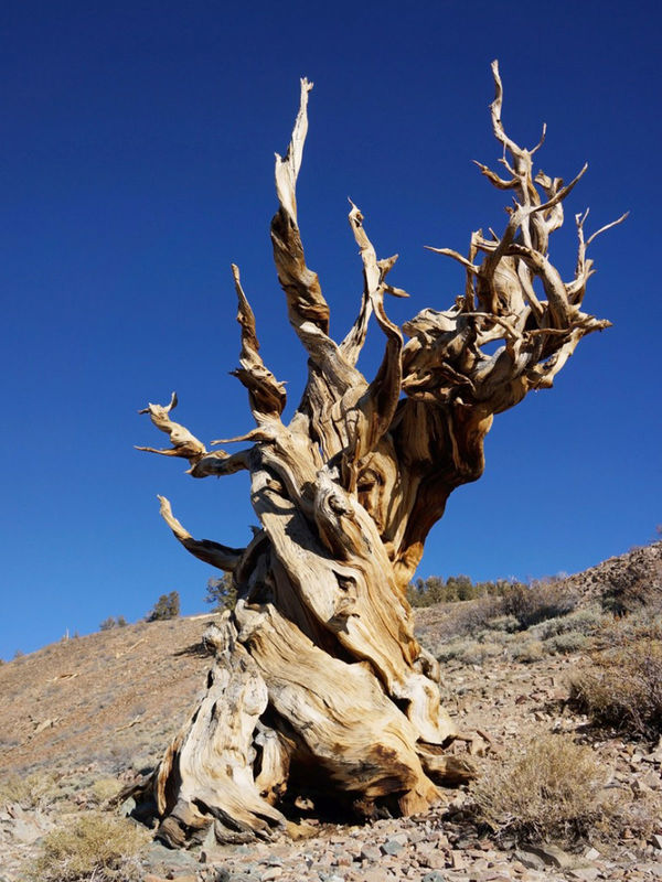 The oldest tree in the World ❤️