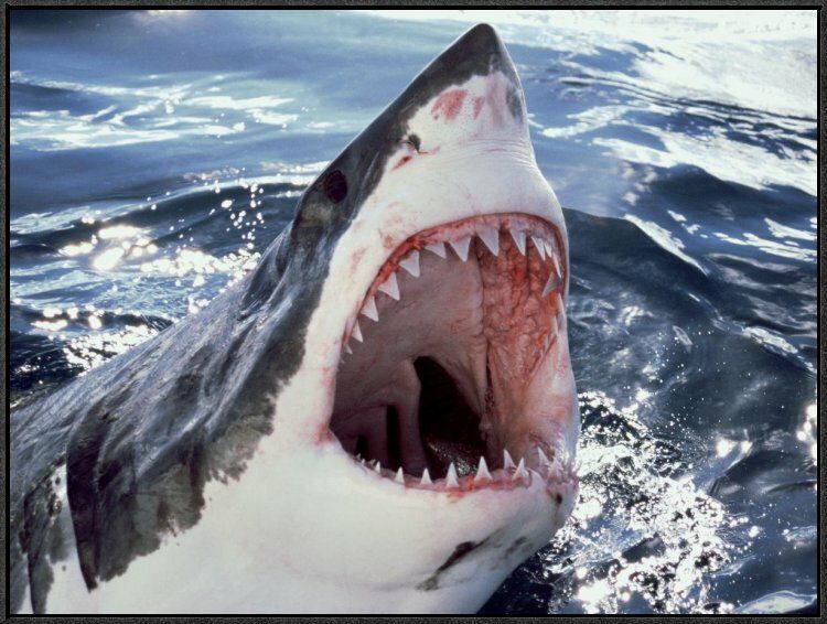 THE DEADLY BITE OF A SHARK