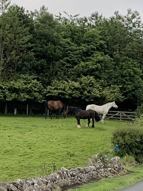 Our equine love triangle situation 🐎