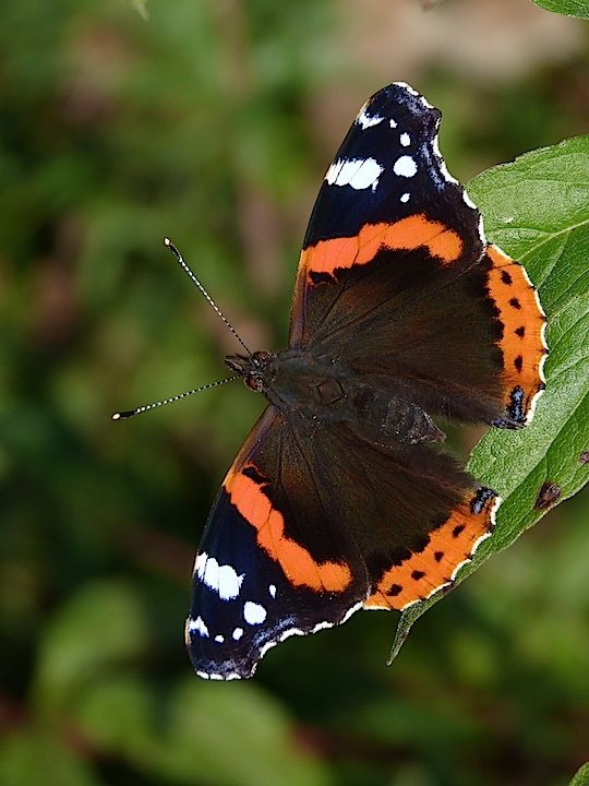 The Red Admiral 💕