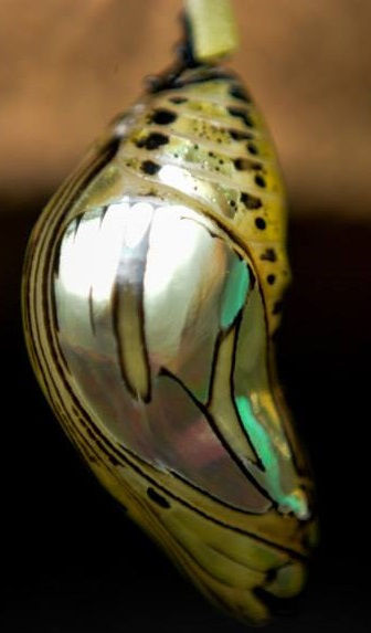 The Golden Chrysalis 🦋