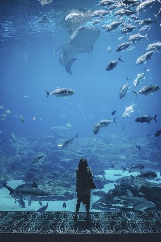 Wishes and Fishes 💕