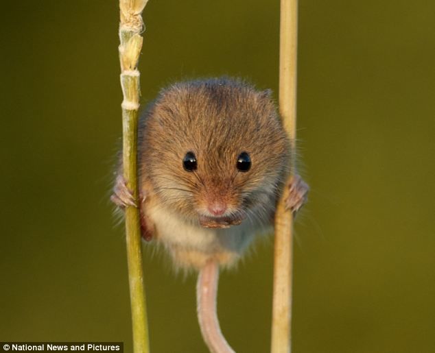 Little harvest Mouse 🐭