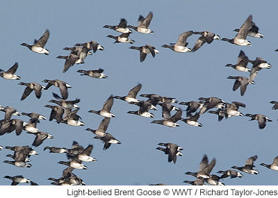 Brent geese
