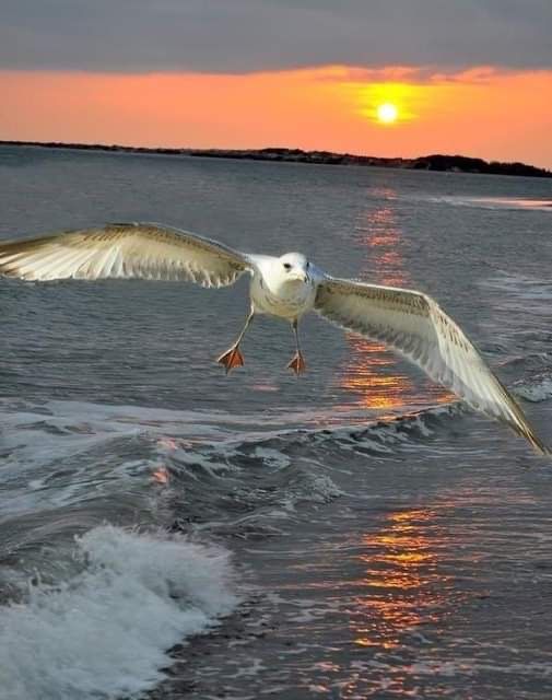 An Awesome Albatross 💙