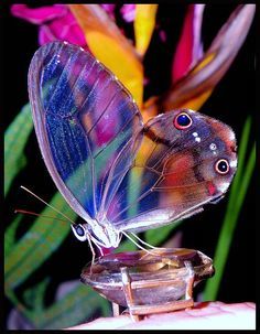 My sheer delight 🦋