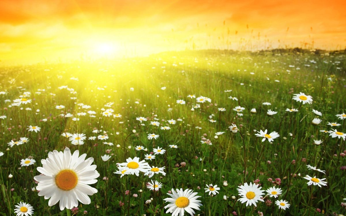 Bright Sunny Day