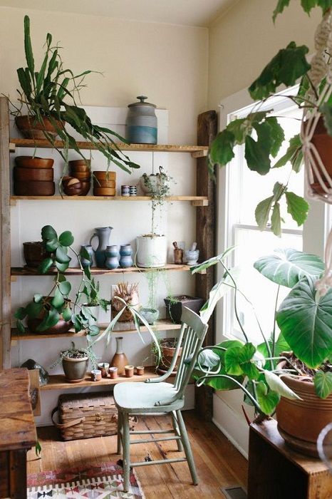 INDOOR PLANTS