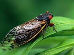 To free a cicada (trapped inside our bedroom)...