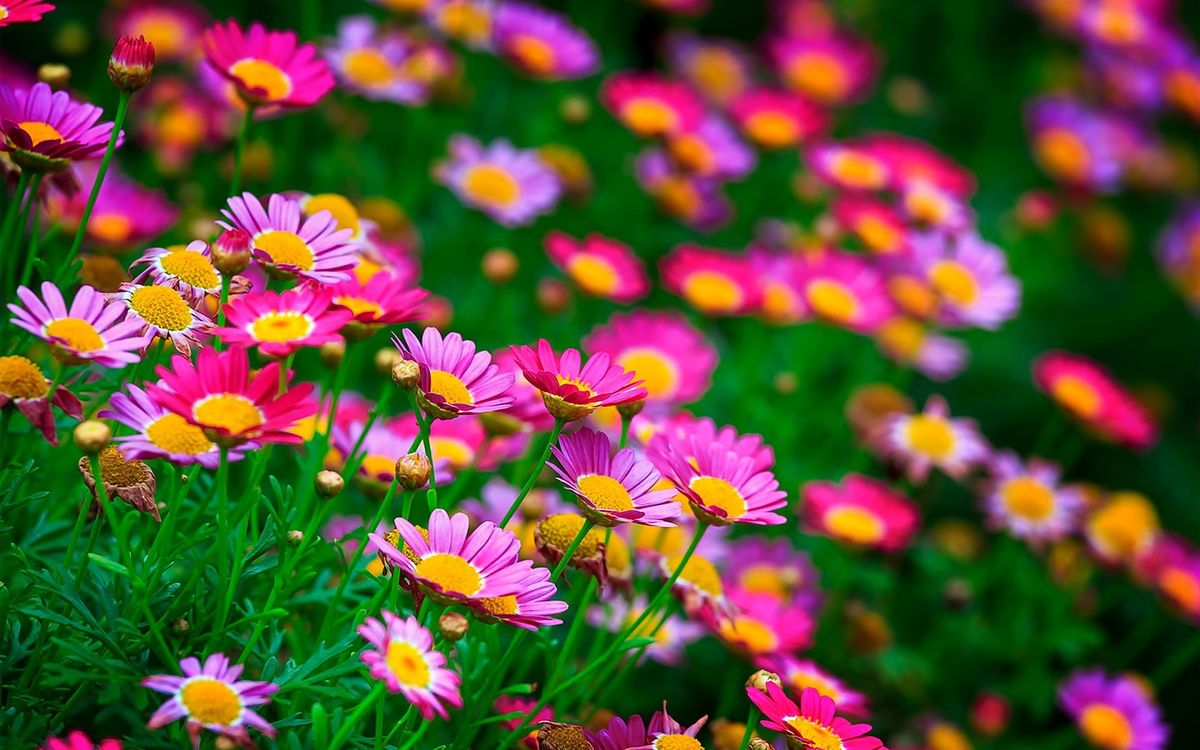 NATURE