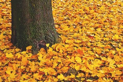AUTUMN IS APPROCHING 