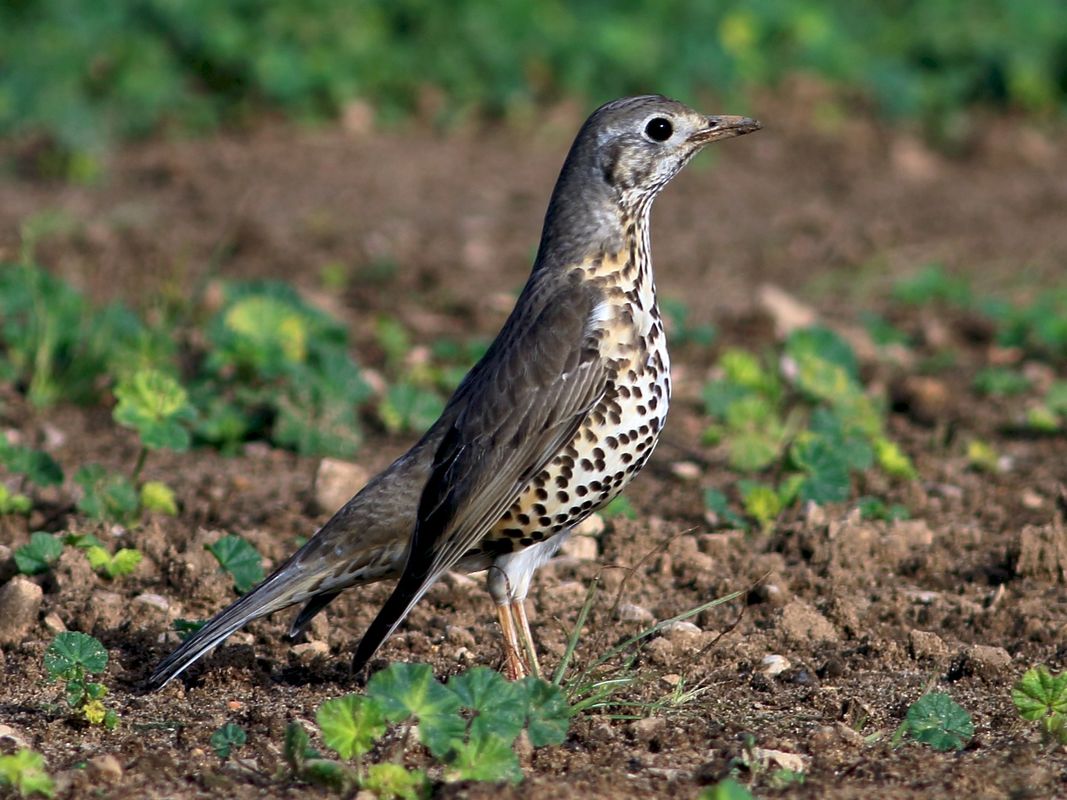 Mr. Mistle thrush