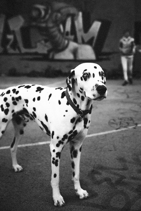 My Spotty Dog