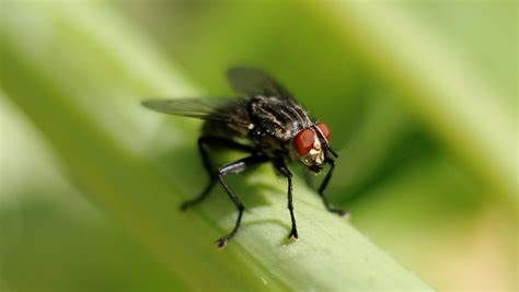 The Fly