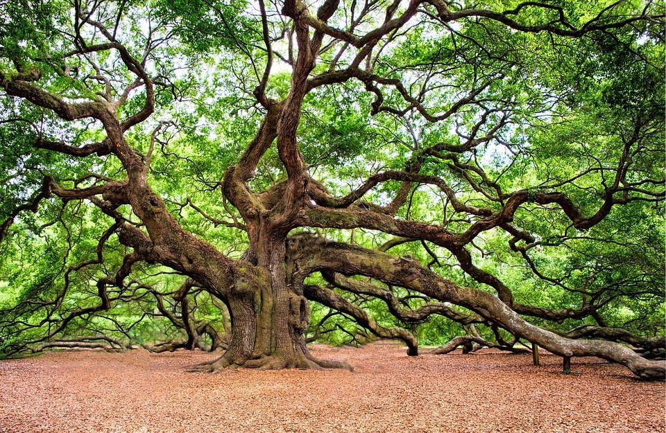 The Mighty Oak Tree 🌳