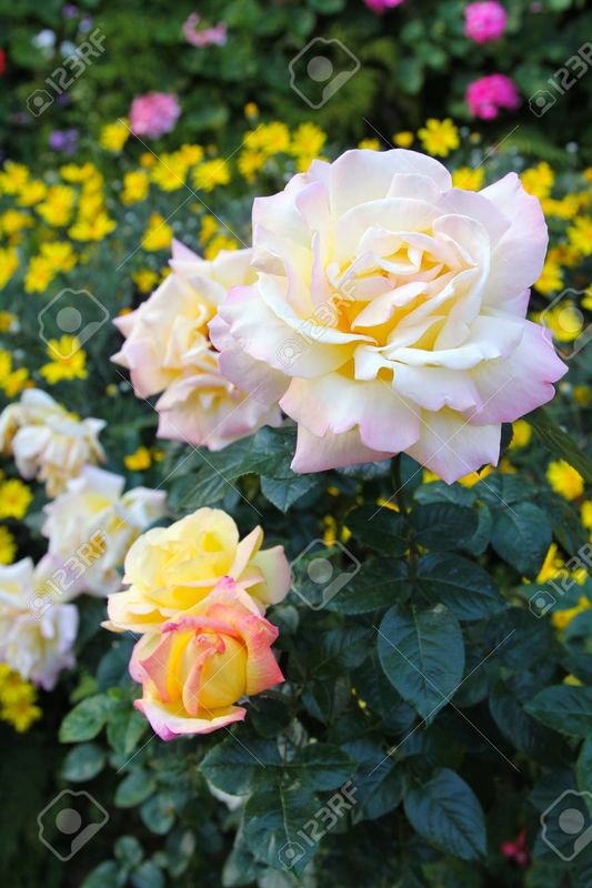 THE ROSE OF MY HEART 