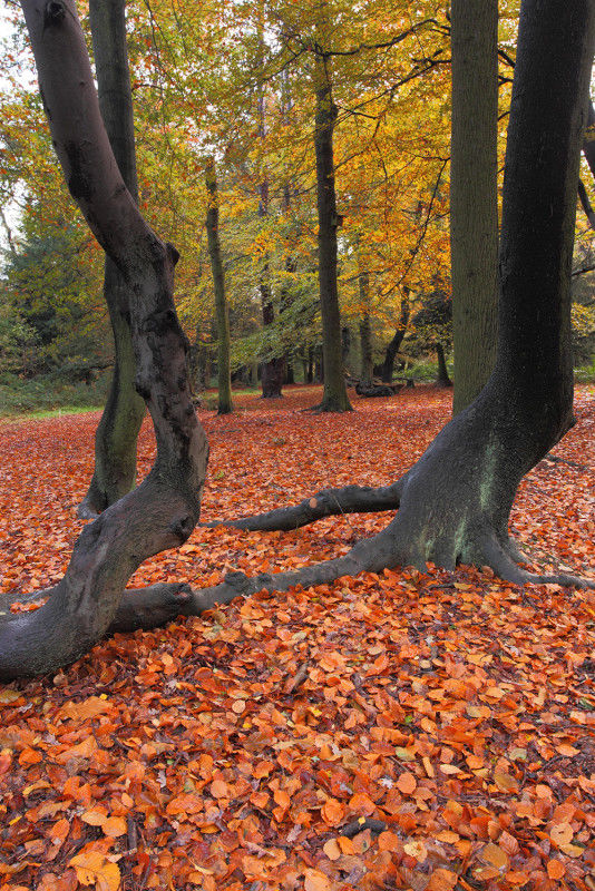 Autumnal changes..🍁