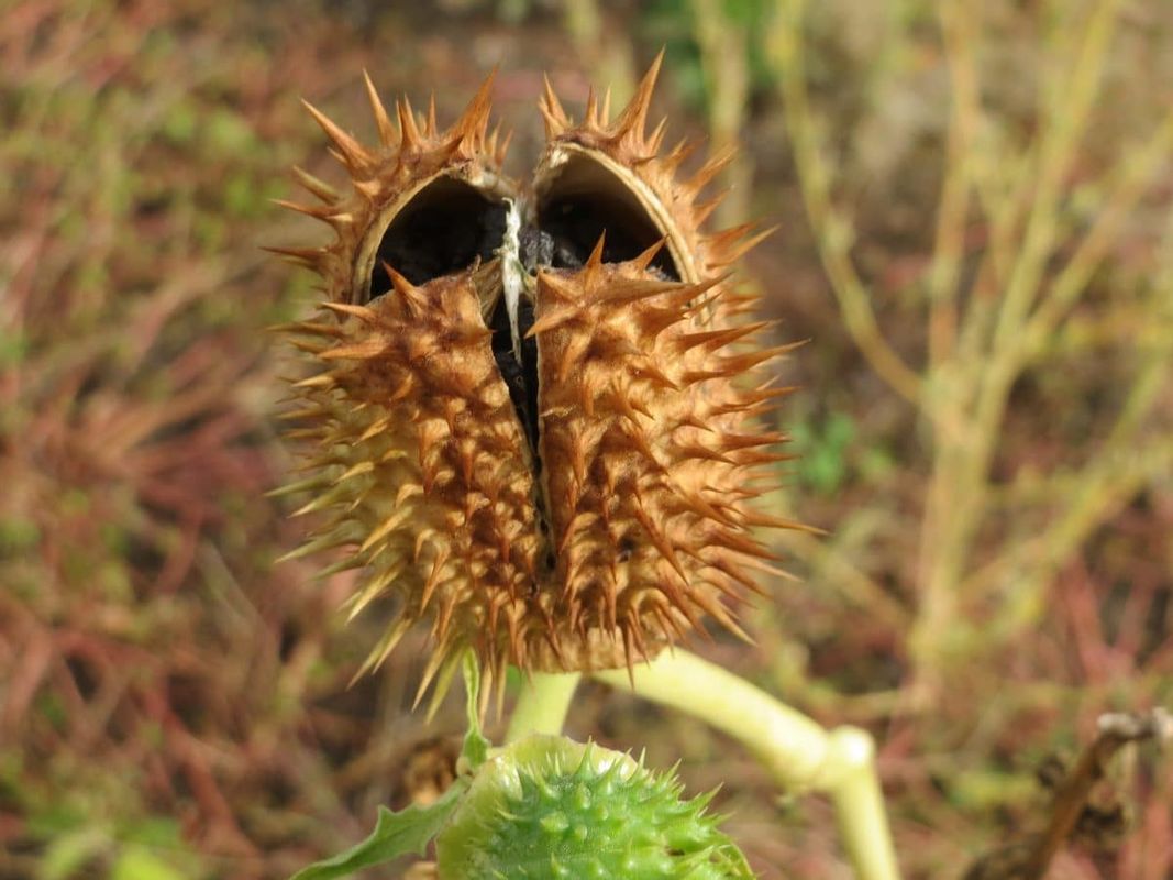 The Jimsonweed 😱