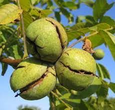 Nuts and notes