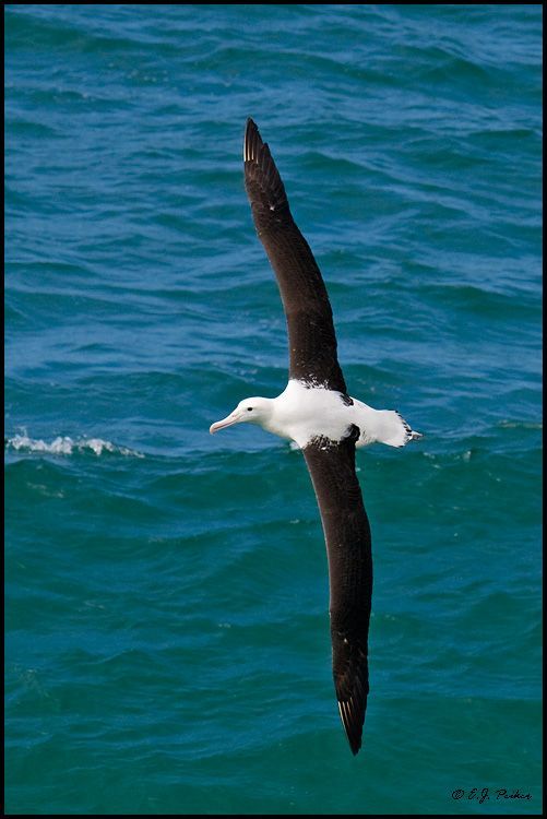 An awesome Albatross 💙