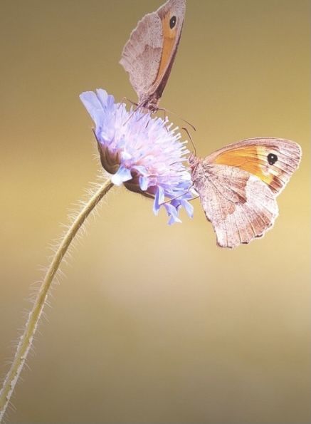 Be free like when young