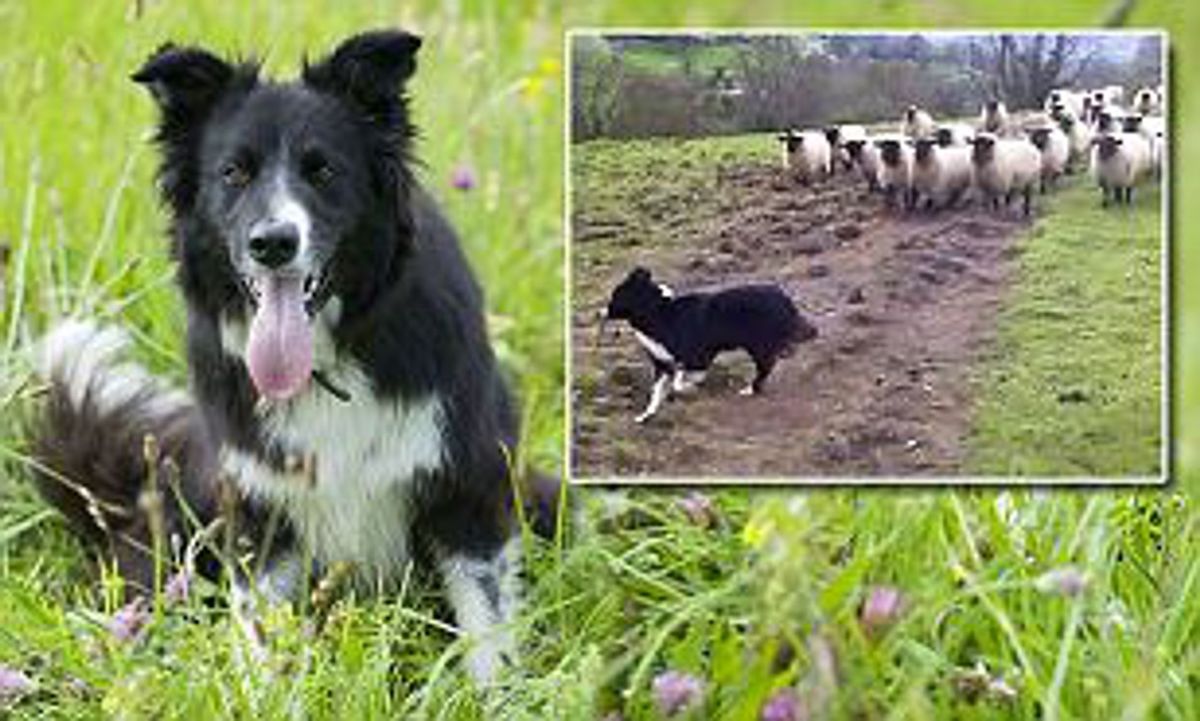 Sally The Border Collie 💙