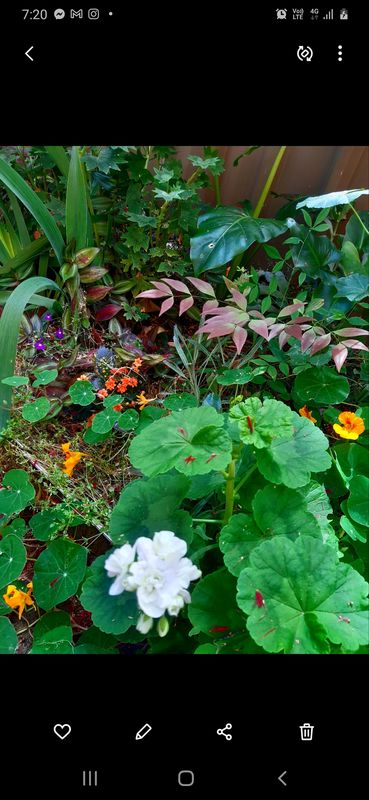 My Spring Garden