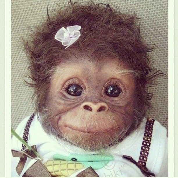 Monkeys