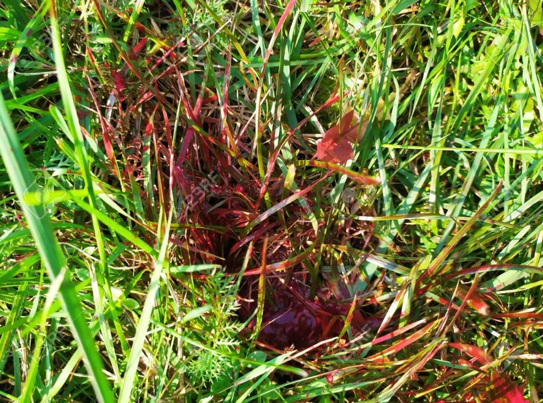 The Red suburban grass