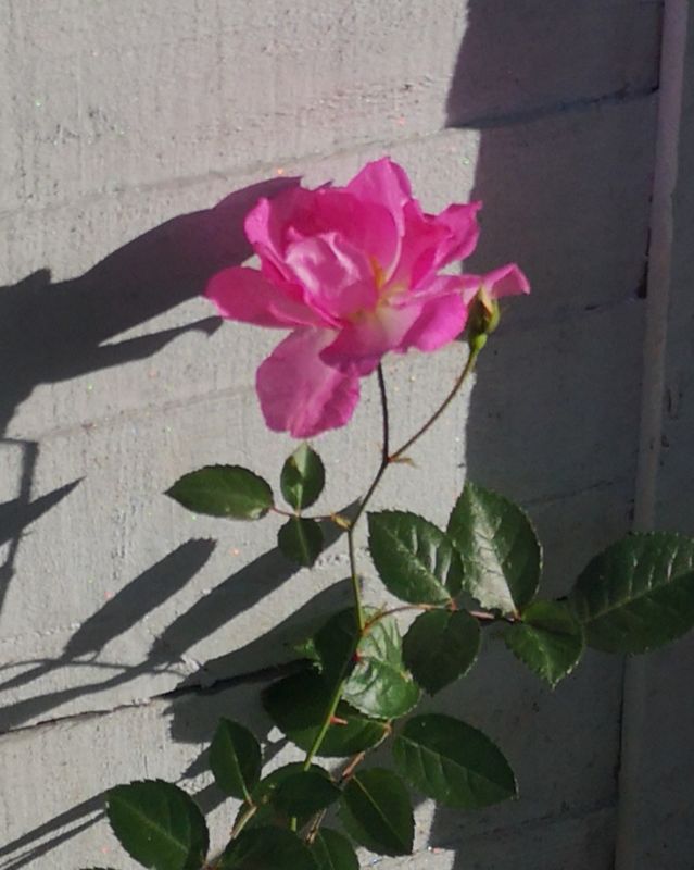 November Rose 