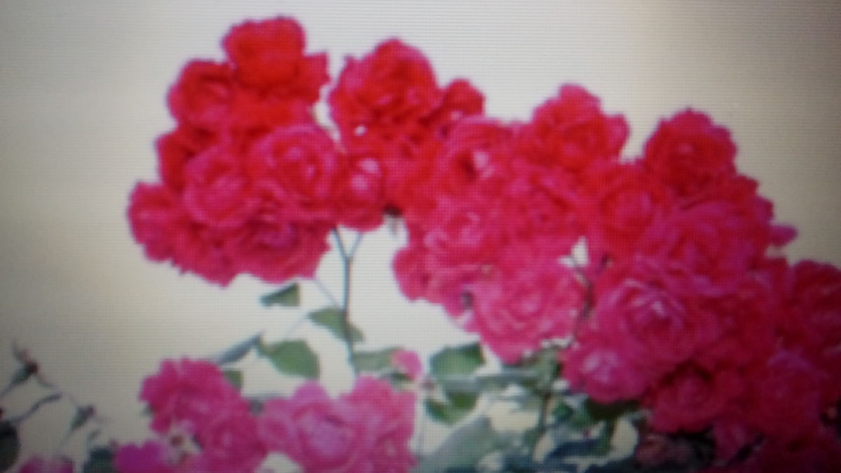 Flowers Are More Beautiful