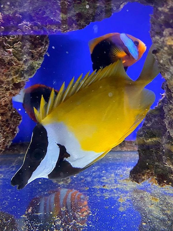 Floating in the fishy fathoms ๐ ๐๐ฌ