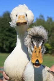 Donavan & Delora 🦆🦆