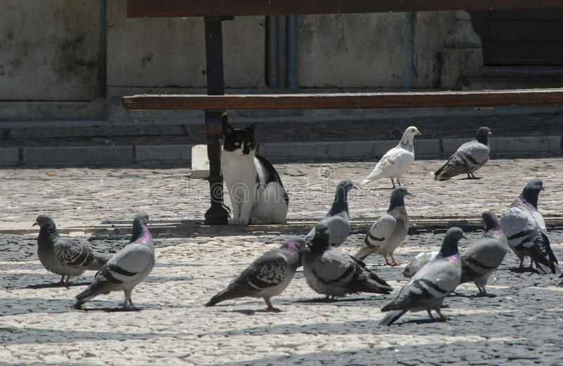 THE CATS AMONG THE PIGEONS