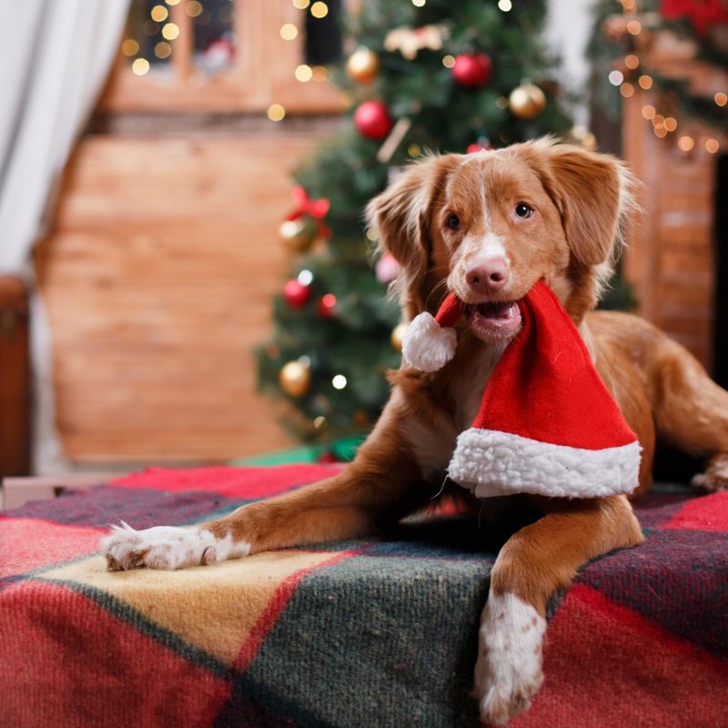 A dog's Christmas